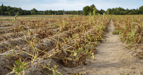 Agriculture-conventionnellea