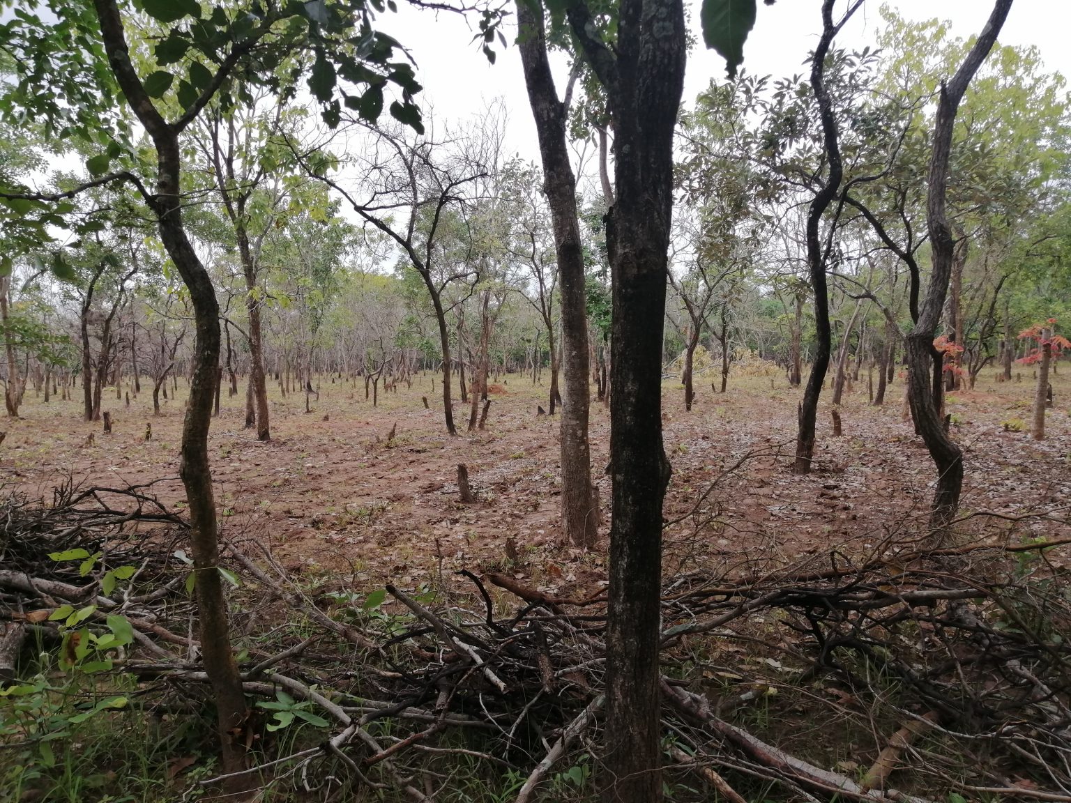 Deforestation-2-1536x1152