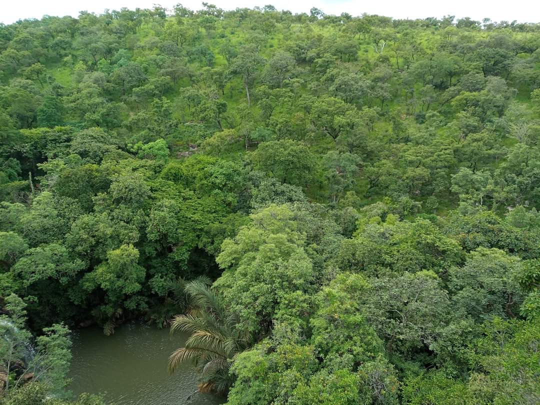 Protection-de-la-flore1