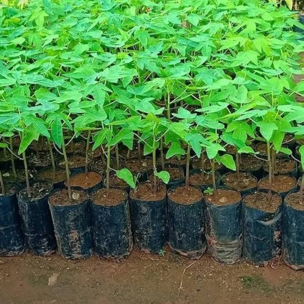 61t4NEqHGEL._AC_UF1000,1000_QL80_