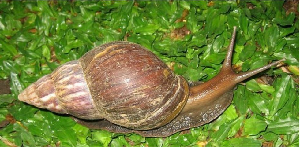 Elevage-non-conventionnelle