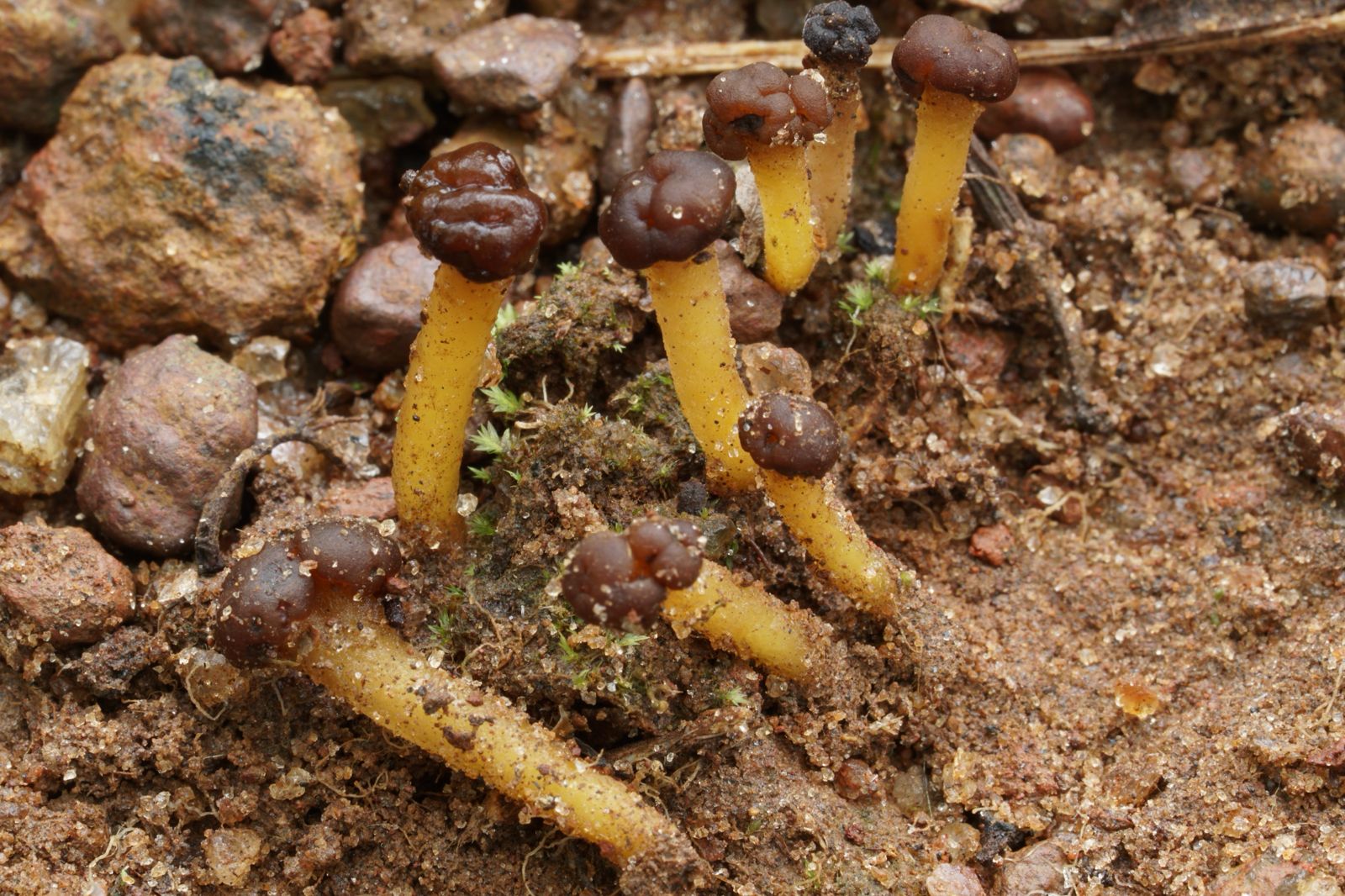 WhatsApp Image 2025-12-10 at 16.32.14