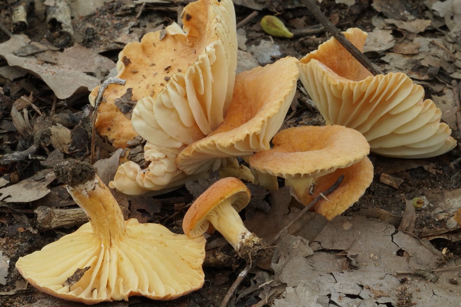 WhatsApp Image 2025-12-10 at 16.32.57 (1)