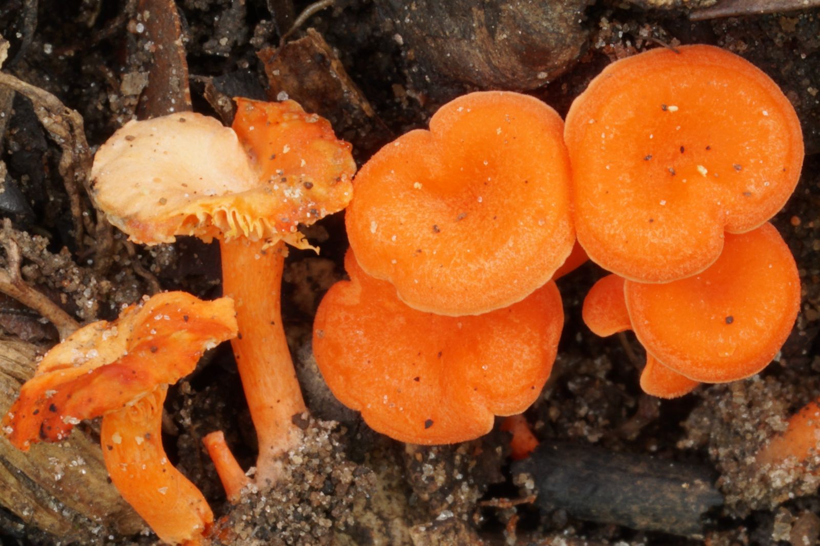 WhatsApp Image 2025-12-10 at 16.32.57 (2)