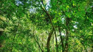 téléchargement (10)