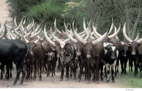 téléchargement (13)