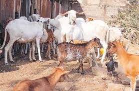 téléchargement (2)