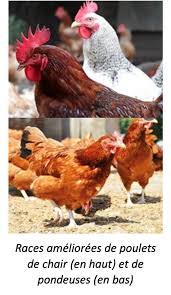 téléchargement (4)