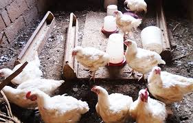 téléchargement (6)