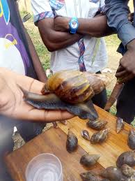 téléchargement (8)